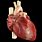 Real Human Heart Organ