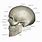 Real Skull Anatomy