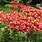 Red Achillea Flowers