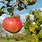 Red Apple Hanging On Tree
