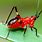 Red Cricket Insect
