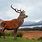 Red Deer in Scotland