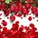 Red Flower Wallpaper HD
