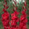 Red Gladiolus Flower