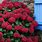 Red Hydrangea Plants