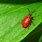 Red Lily Beetle