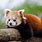 Red Panda with Cubs
