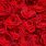 Red Rose Floral Background