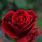 Red Rose Images. Free