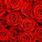 Red Roses for Background