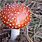 Red Spotted Mushroom