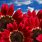 Red Sunflower Desktop Wallpaper