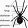 Redback Spider Anatomy