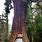 Redwood Tree Car