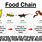 Reptile Food Chain