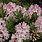Rhododendron Micranthum