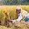 Rice Field Harvesting