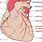 Right Coronary Artery Heart