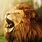 Roaring Lion Images. Free