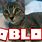 Roblox Cat Picture