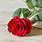 Romantic Red Roses Single