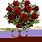 Rose Bouquet Images. Free