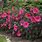 Rose Hibiscus Plant