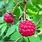Rubus Strigosus