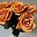 Rust Colored Roses