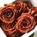 Rust Colored Roses