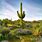 Saguaro Cactus Habitat