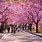 Sakura Tree in Korea