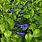 Salvia Dark Blue