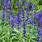 Salvia Farinacea Blue