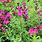 Salvia Greggii Dark Pink