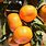 Satsuma Mandarin Orange Tree