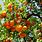 Satsuma Orange Tree