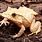 Scaled Leaf Frog