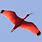 Scarlet Ibis Flying