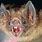 Scary Bat Face
