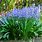 Scilla Hyacinthoides