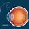 Sclera Eye Diagram