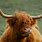 Scottish Cattle