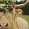Scottish Highland Cow in Flowers