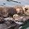 Sea Otter Cuddle