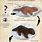 Sea Otter Evolution