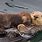 Sea Otter Mother