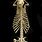 Sea Otter Skeleton
