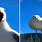Seagull Scream Meme