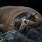 Seal Animal Galapagos